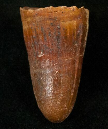 Cretaceous Fossil Crocodile Tooth - Morocco #17099